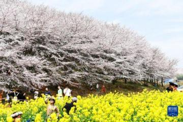 贵州：万亩樱花 春日绽放